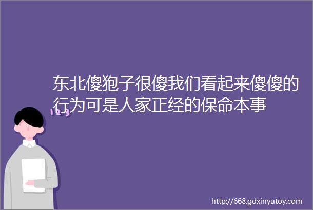 东北傻狍子很傻我们看起来傻傻的行为可是人家正经的保命本事